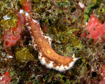 Rhabditophora
