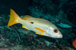Lutjanus