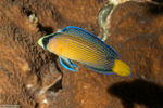 Pseudochrominae