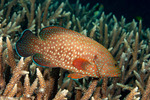 Serranidae