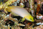 Pseudochrominae