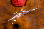 Facelinidae