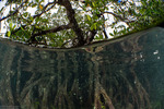 Magnoliopsida