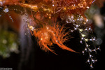 Phycocaris