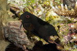 Atrosalarias