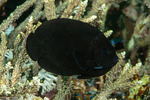 Acanthuriformes