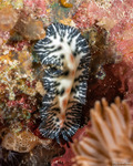 Euryleptidae