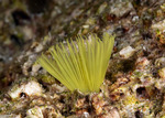 Sabellida