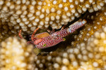 Crabs