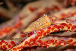 Littorinimorpha