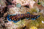 Pseudocerotidae