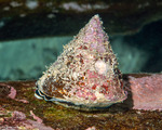 Tegulidae