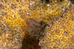 Harpiliopsis