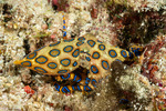 Coleoidea