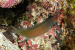 Teleostei