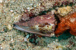 Neogastropoda