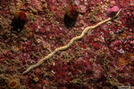 Eteoninae