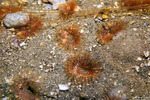 Annelida