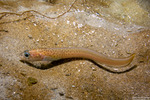 Ophidiidae