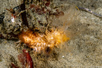 Sclerodactylidae