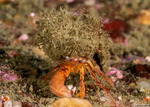 Pagurus