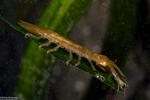 Malacostraca