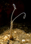 Annelida