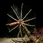 Scolecida