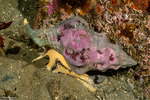Buccinoidea
