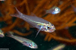Rhabdamia