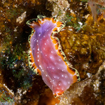 Pseudoceros