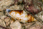 Tridentarius