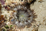 Anemones