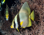Ephippidae