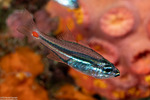 Apogonidae