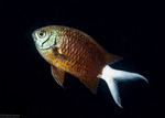 Chromis