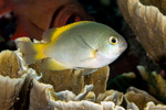 Pomacentrus