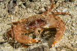 Portuninae