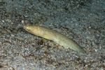 Anguilliformes