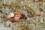 Richardsonichthys