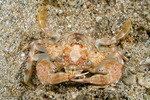 Portuninae