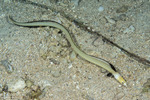 Ophichthinae