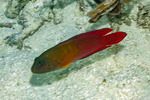 Labracinus