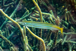 Carangaria