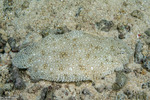 Pardachirus