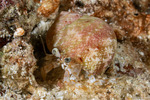 Catapagurus