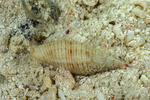 Neogastropoda