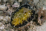 Discodorididae
