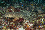Neoselachii
