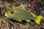 Plectorhinchinae